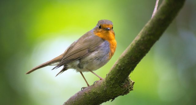 pexels-pixabay-416179